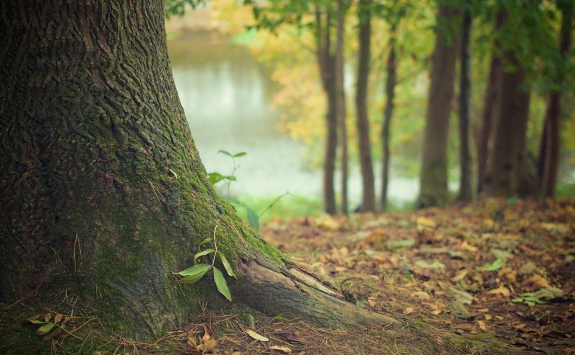 Przepiękny oraz {miły dla oczu zieleniec to nie lada wyzwanie, zwłaszcza jak jego pielęgnacją zajmujemy się sami.